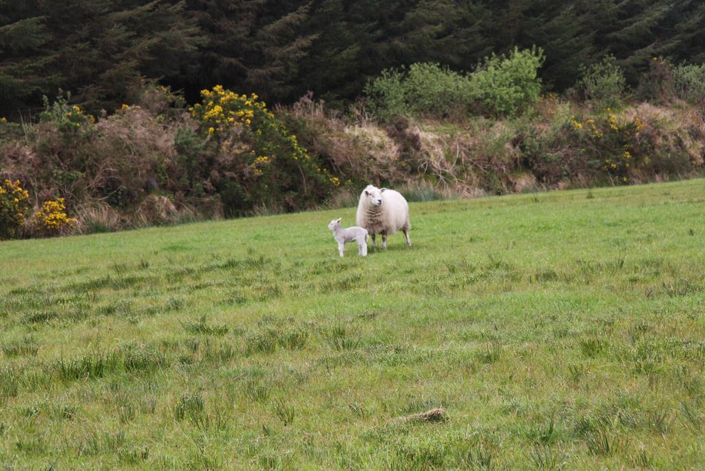 Gasthof The Old School House Ballinskelligs